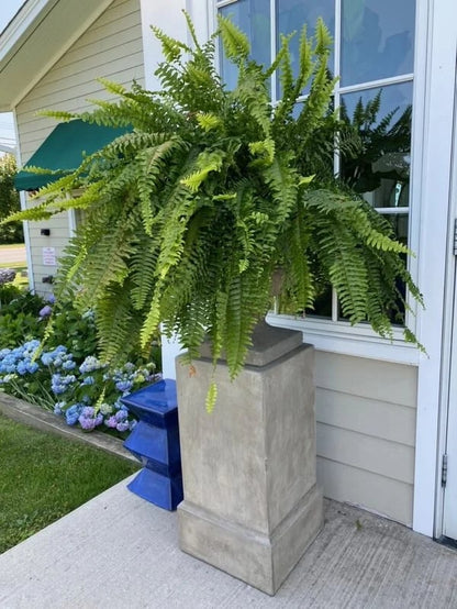 Last Day 75% OFF--UV Resistant Lifelike Artificial Boston Fern💯