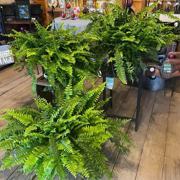 Last Day 75% OFF--UV Resistant Lifelike Artificial Boston Fern💯