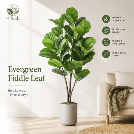Evergreen Fiddle Leaf
