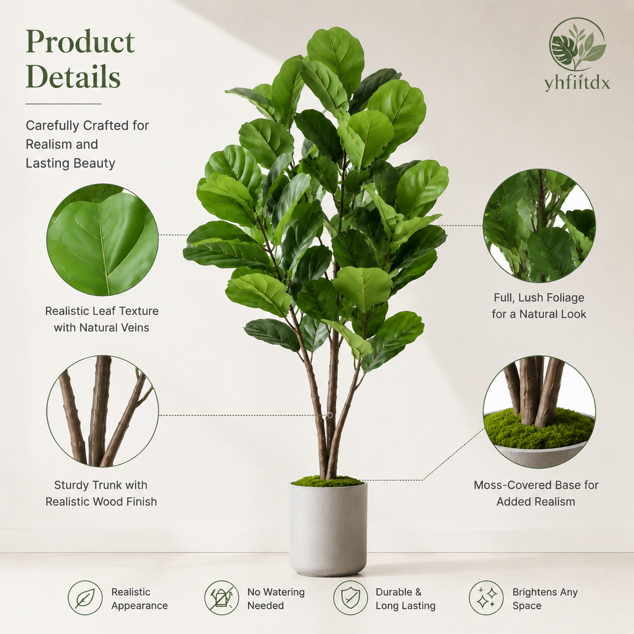 Evergreen Fiddle Leaf