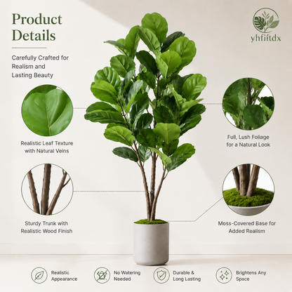 Evergreen Fiddle Leaf